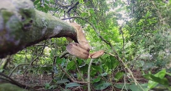 بالفيديو والصور.. جزيرة الثعابين الأكثر خطورة ودموية في العالم