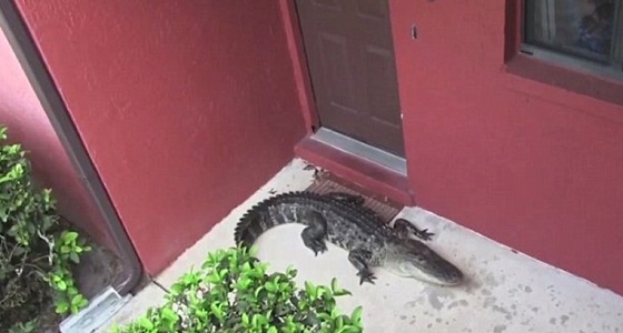 بالصور.. تمساح يحتجز أسرة داخل منزلها