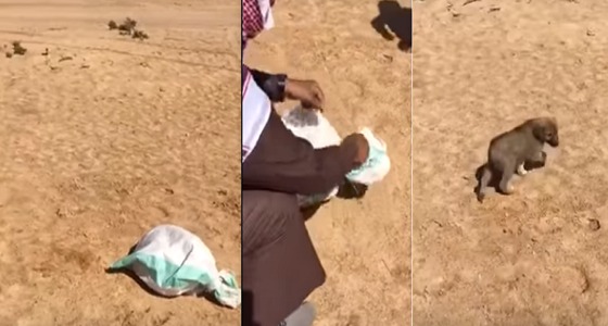 بالفيديو..مواطن ينقذ &#8221; جراء &#8221; صغيرة من الموت بالقريات