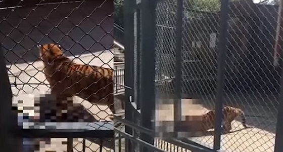 بالفيديو.. نمر يلتهم رجلا في حديقة حيوان