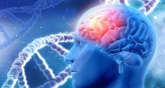 دراسة: الدماغ البشري يتوقف عن إنتاج الخلايا من سن 13 عامًا