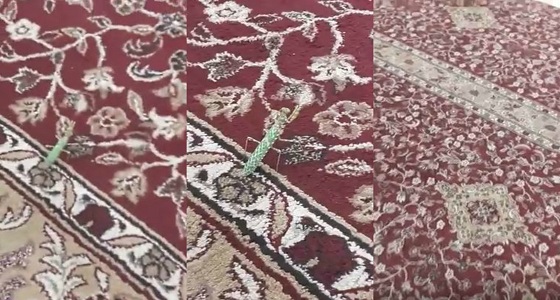 بالفيديو.. ” حشرة ” ترفع يديها باتجاه القبلة أثناء تلاوة القرآن