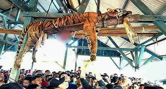 سكان قرية إندونيسية يقتلون نمرًا أوشك على الانقراض