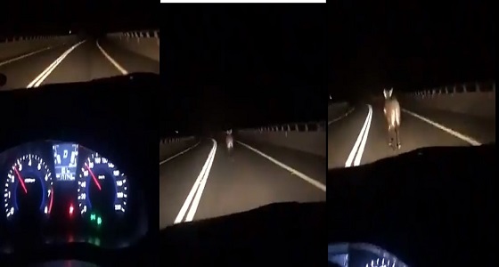 بالفيديو.. &#8221; حمار &#8221; يفاجئ قائد مركبة على طريق نجران – عسير