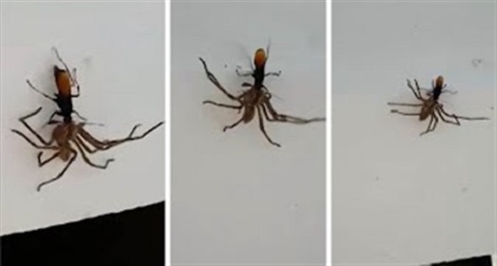 بالفيديو.. دبور يشل حركة عنكبوت ليضع عليه البيض