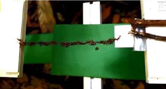 فيديو مذهل لمجموعة من النمل تقيم جسر بأجسادها