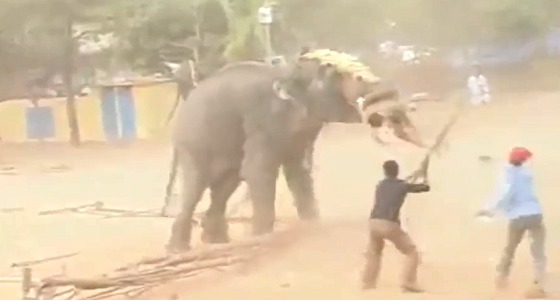 فيديو مرعب لفيل غاضب يقتل مدربه ويثير الفوضى بمهرجان ديني