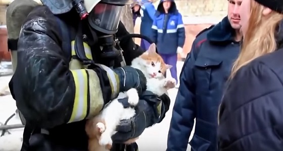 بالفيديو.. رجل إطفاء ينعش  قطة بعد إنقاذها من حريق