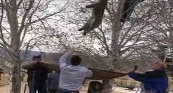 بالفيديو.. ضابط يتسلق شجرة لإنقاذ أسد الجبل