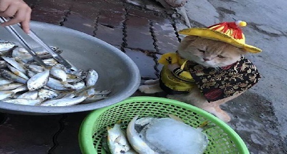 بالصور..قط يخطف الأنظار يبيع السمك في الشوارع
