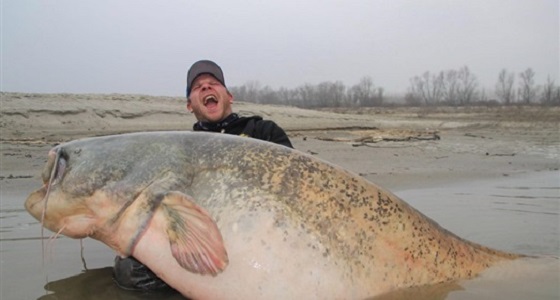 بالصور.. رجل يصطاد قرموط بحجم سمكة قرش