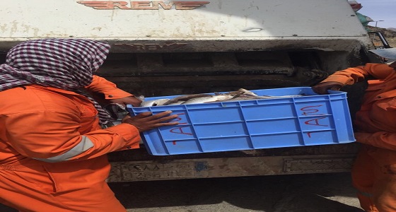 ضبط 50 كيلو أسماك غير صالحة للاستهلاك الآدمي في العيص