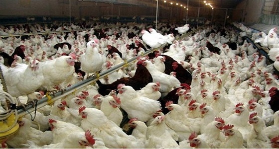 الغذاء والدواء تنفي ما تم تداوله عن استيراد دجاج مصعوق كهربائيا
