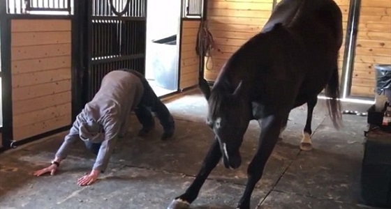 بالفيديو..حصان يمارس ” اليوجا ” مع صديقته