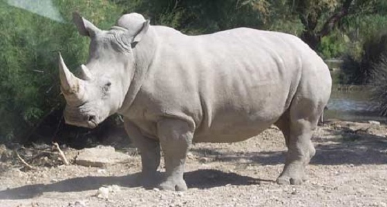 نفوق آخر ذكر في العالم من وحيد القرن الأبيض الشمالي