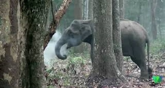 بالفيديو.. فيل يدخن في الغابة يثير ذهول المتابعين