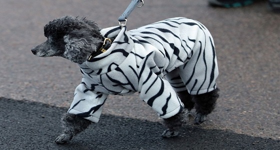 بالصور.. مسابقة لأناقة الكلاب في أكبر معرض ببريطانيا