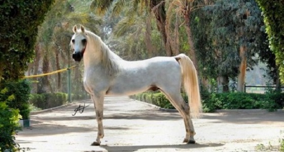 السرطان يقتل أجمل حصان في مصر بقيمة 10 ملايين دولار