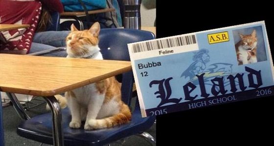 بالصور.. &#8221; القط تومبي &#8221; على مدرجات المدرسة بقرار رسمي