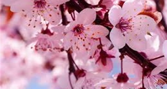 زهور الكرز تزيد الطاقة الإيجابية في الربيع