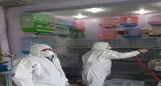 بالصور.. بلدية بيشة تتلف الطيور المصابة بالإنفلونزا بأحد محلات بيع الطيور