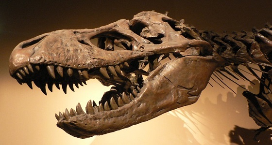 عرض حفرية لأكبر ديناصور من آكلي لحوم البشر في برج إيفل