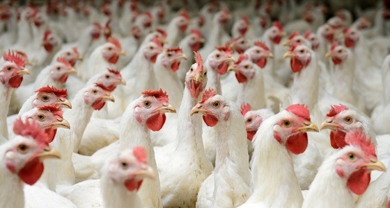 120 ألف ريال عقوبة على مشروع دواجن للسيطرة على ” انفلونزا الطيور “