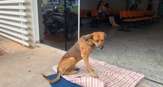 كلب ينتظر صاحبه المتوفي لمدة 4 أشهر أمام المستشفى