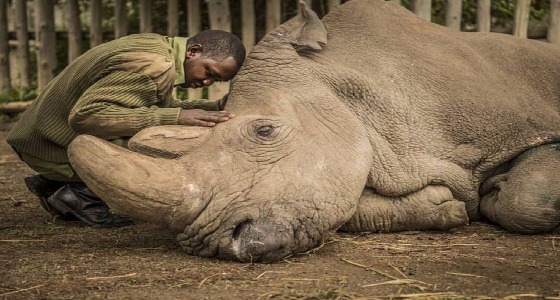 الأسباب التي أدت لوفاة &#8221; سودان &#8221; آخر وحيد قرن أبيض ذكر في العالم