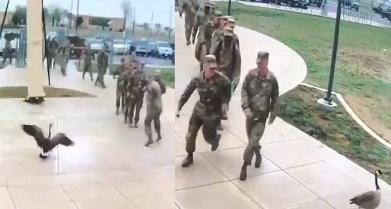 بالفيديو.. وزة تتغلب على جنود الجيش الأمريكي وتثير ذعرهم