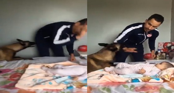 بالفيديو.. كلب يدافع عن رضيعة من ضرب والدها