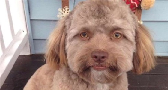 بالصور.. كلب بوجه إنسان يثير ضجة بمواقع التواصل