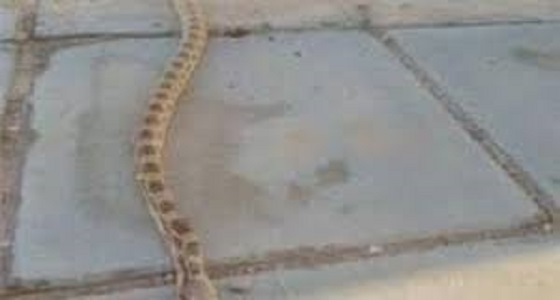 ثعبان داخل مدرسة بعرعر.. والإدارة: تم إخلاءها