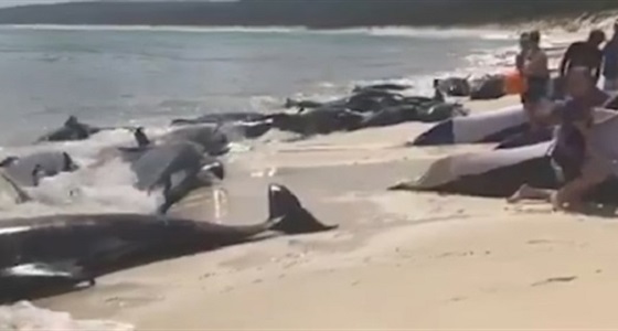 بالفيديو.. محاولة انقاذ 150 حوتا ضلت طريقها بشاطئ أسترالي
