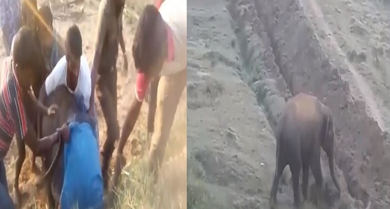 بالفيديو.. فيل غاضب يهاجم منقذيه