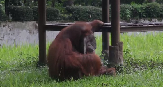 بالفيديو.. القرد المدخن في إندونسيا