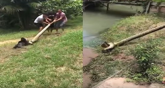 بالفيديو.. رجلان يخلصان كلبهما من أناكوندا ضخمة