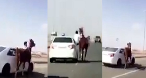 بالفيديو.. مواطن ينجح في ترويض حصان على أحد الطرق السريعة