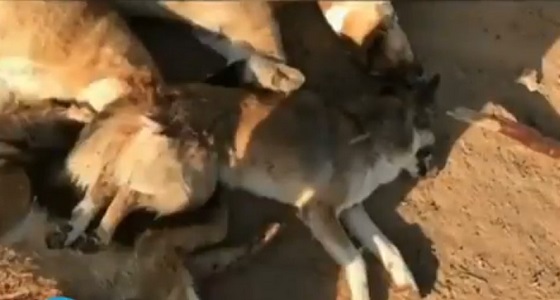 بالفيديو.. شاب يعذب الحيوانات حتى الموت بالرياض
