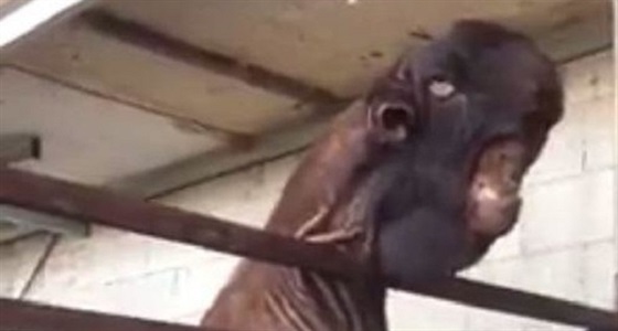 بالفيديو.. أقبح ماعز في العالم