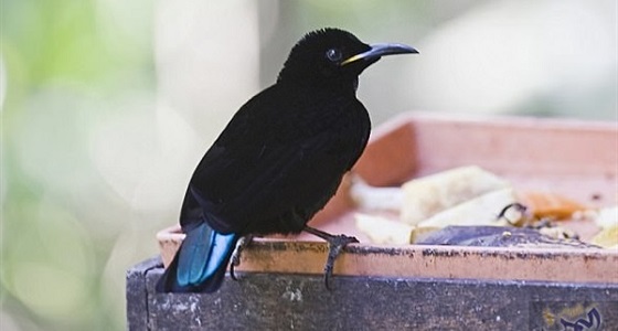 سر وجود الريش الأسود في طيور عصافير الجنة