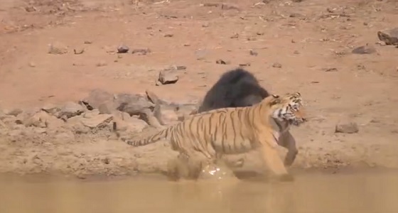 بالفيديو.. معركة شرسة بين نمر وأنثى دب لحماية صغارها