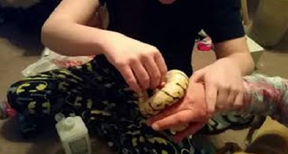 بالفيديو.. ثعبان يطبق فمه على إصبع رجل بطريقة مروعة