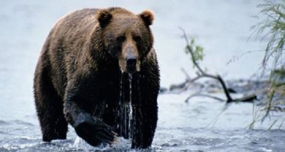 عودة الدب لجبال البرانس لحمايته من الانقراض