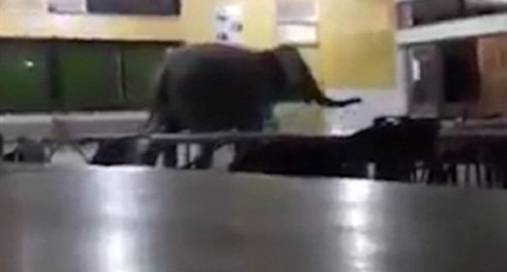 بالفيديو.. فيل يقتحم مدرسة بحثا عن الطعام