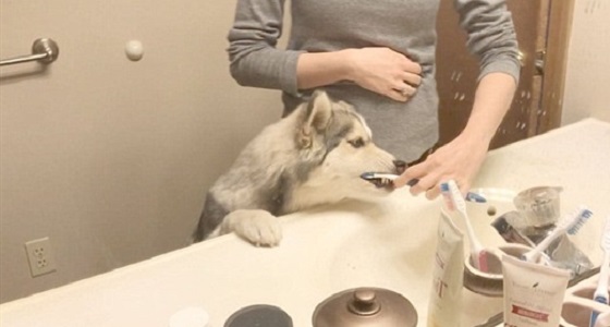 بالفيديو.. كلبة تستمتع بغسيل أسنانها بالفرشاه