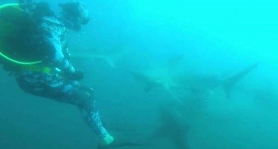 بالفيديو.. معركة شرسة بين غواص وسمكة قرش