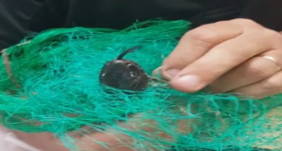 بالصور.. ثعبان يطلق سمه خلال عملية إنقاذه