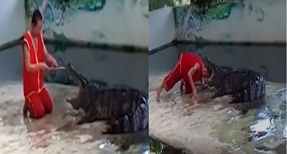 فيديو مروع لتمساح يغلق فمه على رأس رجل