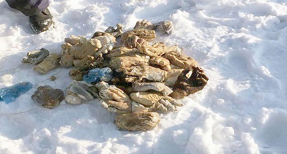 بالصور.. الشرطة الروسية تكشف غموض العثور على 54 يدا بشرية في الجليد